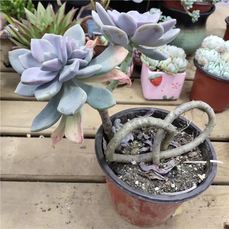 养越久越值钱的植物,养个潜力股