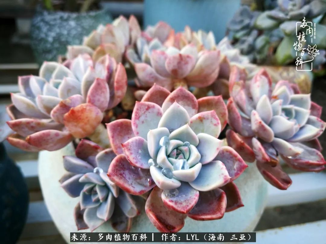 养多肉一年花了3万,养多肉一千多盆