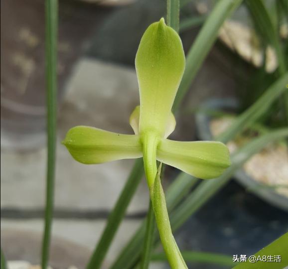 每日一品,蕙兰潘绿梅和庆华区别