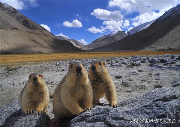抖音中的土拨鼠视频,抖音土拨鼠是谁
