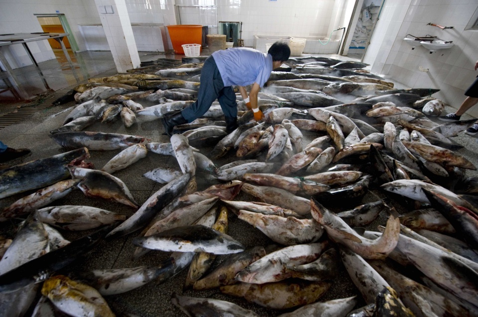 正宗的鱼翅汤,家庭自制鱼翅汤