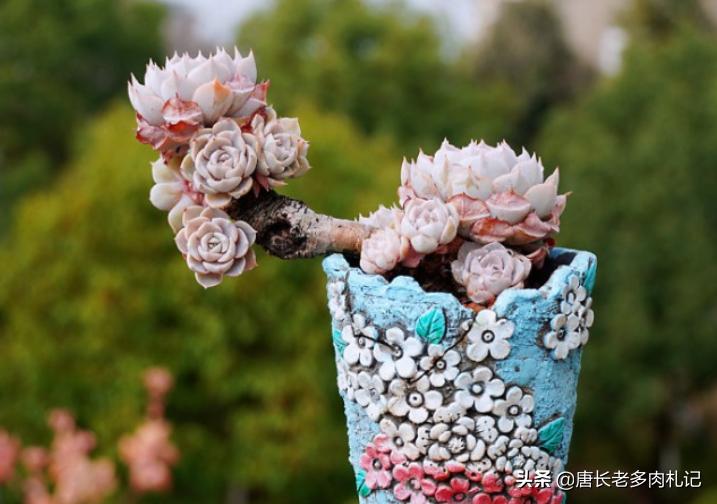 多肉每个品种养法一样吗,假如养多肉有等级