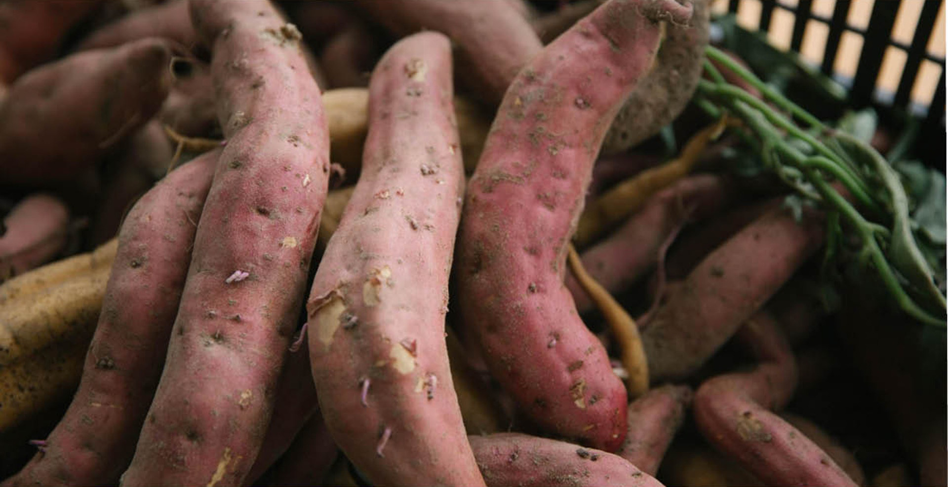 糯米粉木薯粉生粉怎么区别,木薯粉和红薯粉及生粉的区别