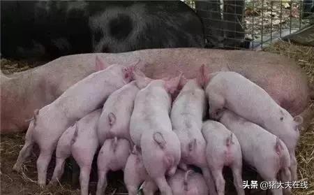 猪瘟蓝耳混合感染用什么药,猪瘟圆环蓝耳症状