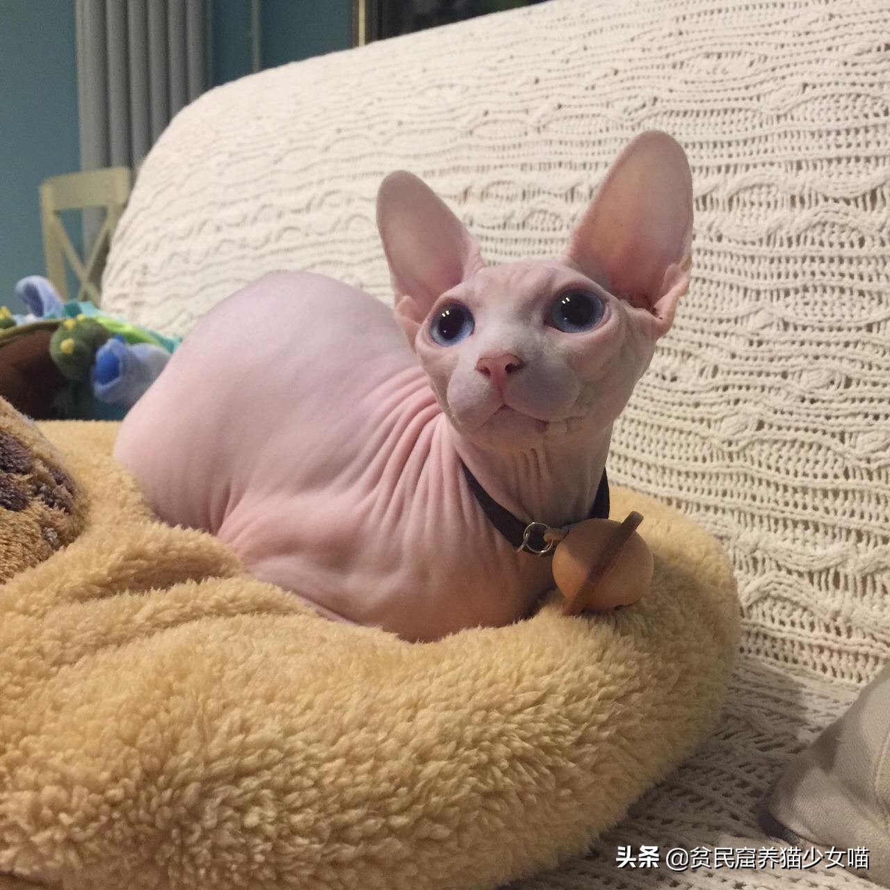 最受欢迎的猫咪品种排行榜,十大最受欢迎的猫咪品种