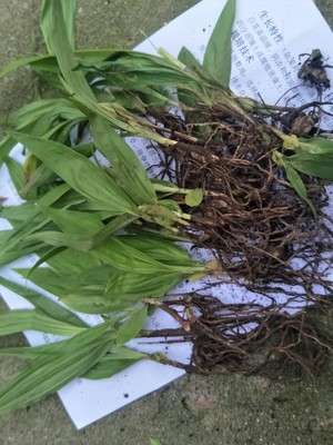 白芨栽培苗多少钱一棵,白芨高产种植技术