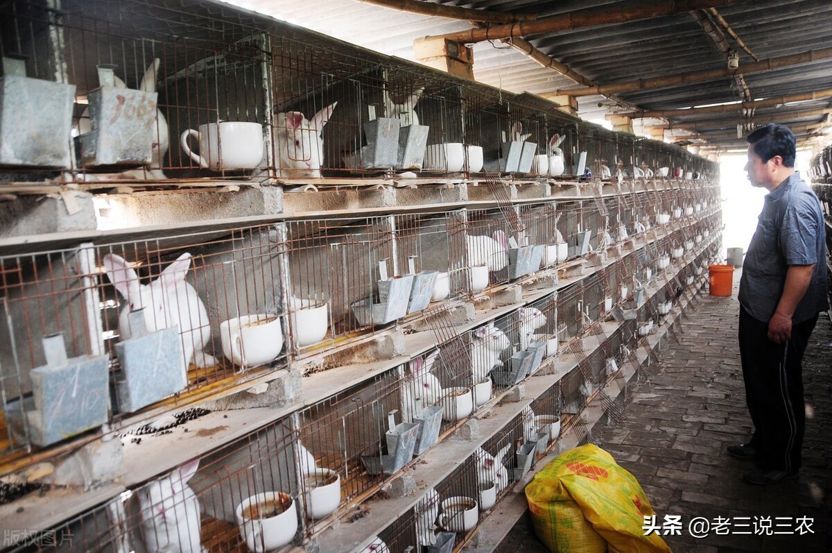 一个办法，解决冬天兔子饮水问题，长膘快，产仔多，一年多挣1000