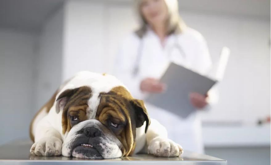 狗狗神经痛可以吃什么止痛药,狗狗一般可以吃什么止痛药