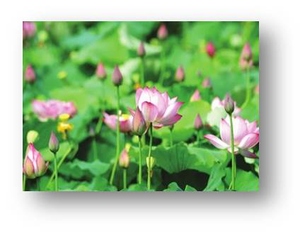 部编版语文一二三年级古诗文汇总,语文部编版二上古诗二首