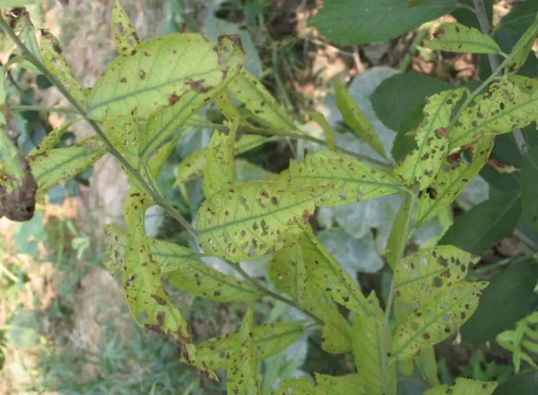 樱桃叶子上的病害有哪几种,樱桃叶子尖发黄是什么病害