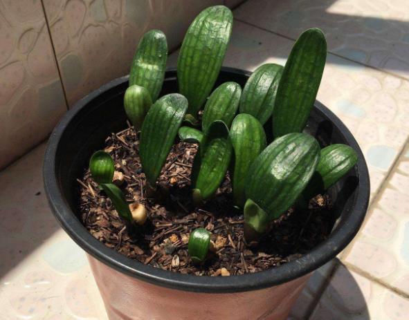 君子兰叶子能插活生根发芽吗,君子兰种几天才会生根发芽