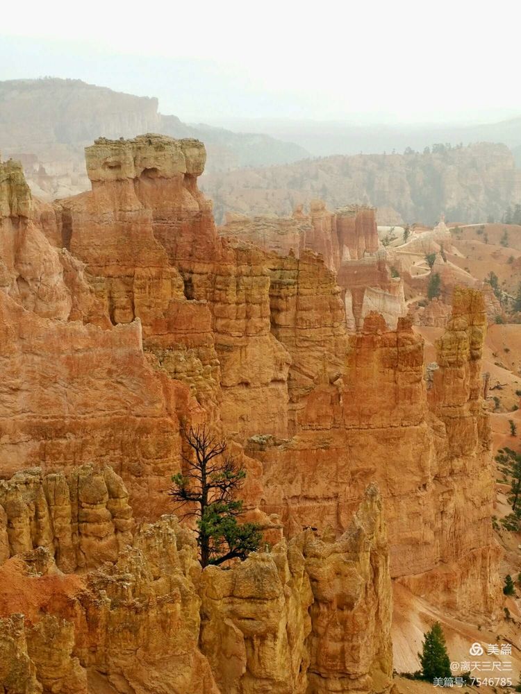 鍖楃編鏋儏闃虫柊,鍖楃編鏋儏鍥剧墖