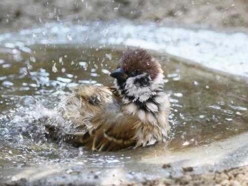 野生的鸟儿该怎么处理,鸟类如何躲避风雨