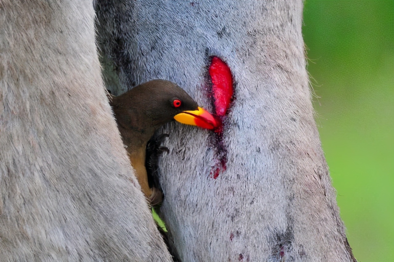 牛椋鸟是保护动物吗,牛椋鸟是好鸟吗