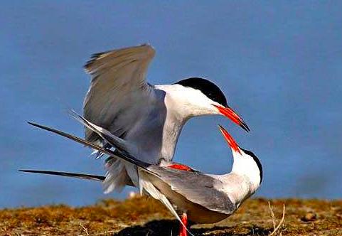 恐龙是怎么繁衍的,恐龙繁衍的过程
