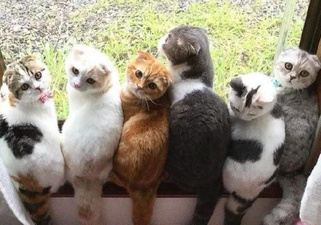 猫咪特别喜欢趴在窗户旁边,为什么猫咪喜欢趴在窗户上