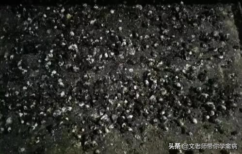 鸡坏死性肠炎拉什么样的粪便,鸡拉黄绿色稀粪便是什么病怎么治