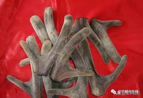 汉中梅花鹿养殖基地,陕西养殖梅花鹿的地方