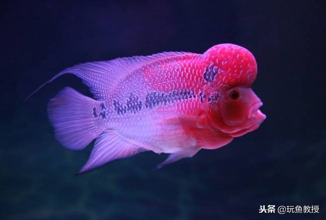 罗汉鱼照什么色的灯光,水温对罗汉鱼起头的影响