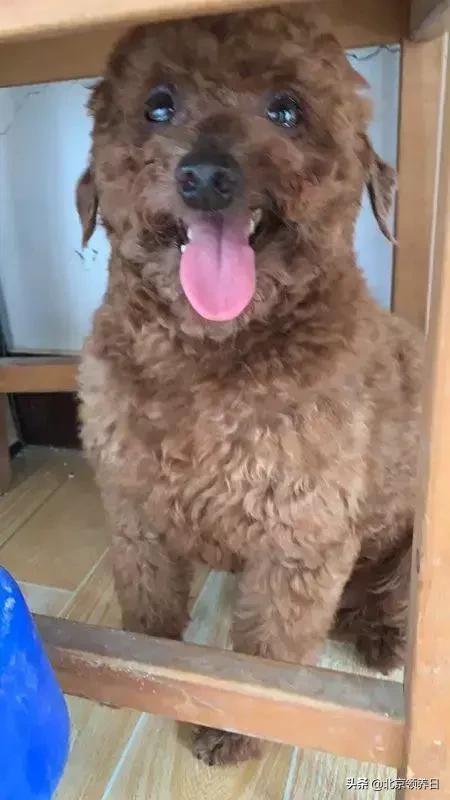 #领养代替购买#给它们一个家|线上宠物领养日,20190608加场