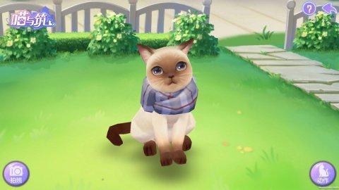 猫咪哪个品种最可爱最好养又聪明,哪个品种傲娇猫咪最好养活