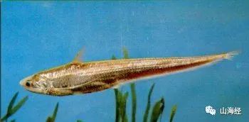 舌尖上的山海经全部视频,舌尖上的山海经洞庭鱼