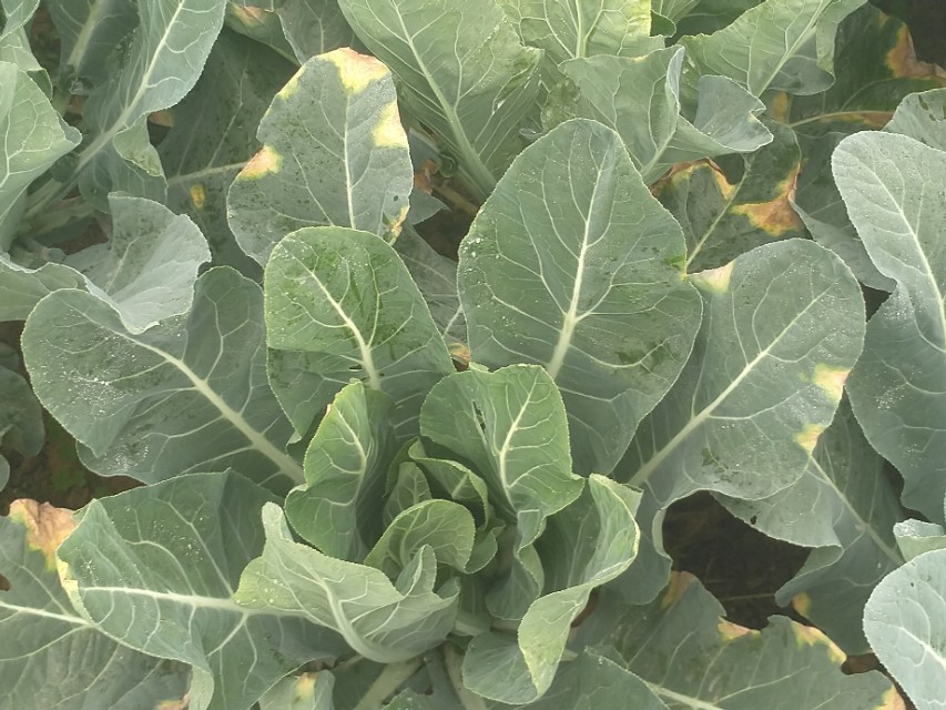 花椰菜黑腐病巧防,花椰菜黑腐病防治技术