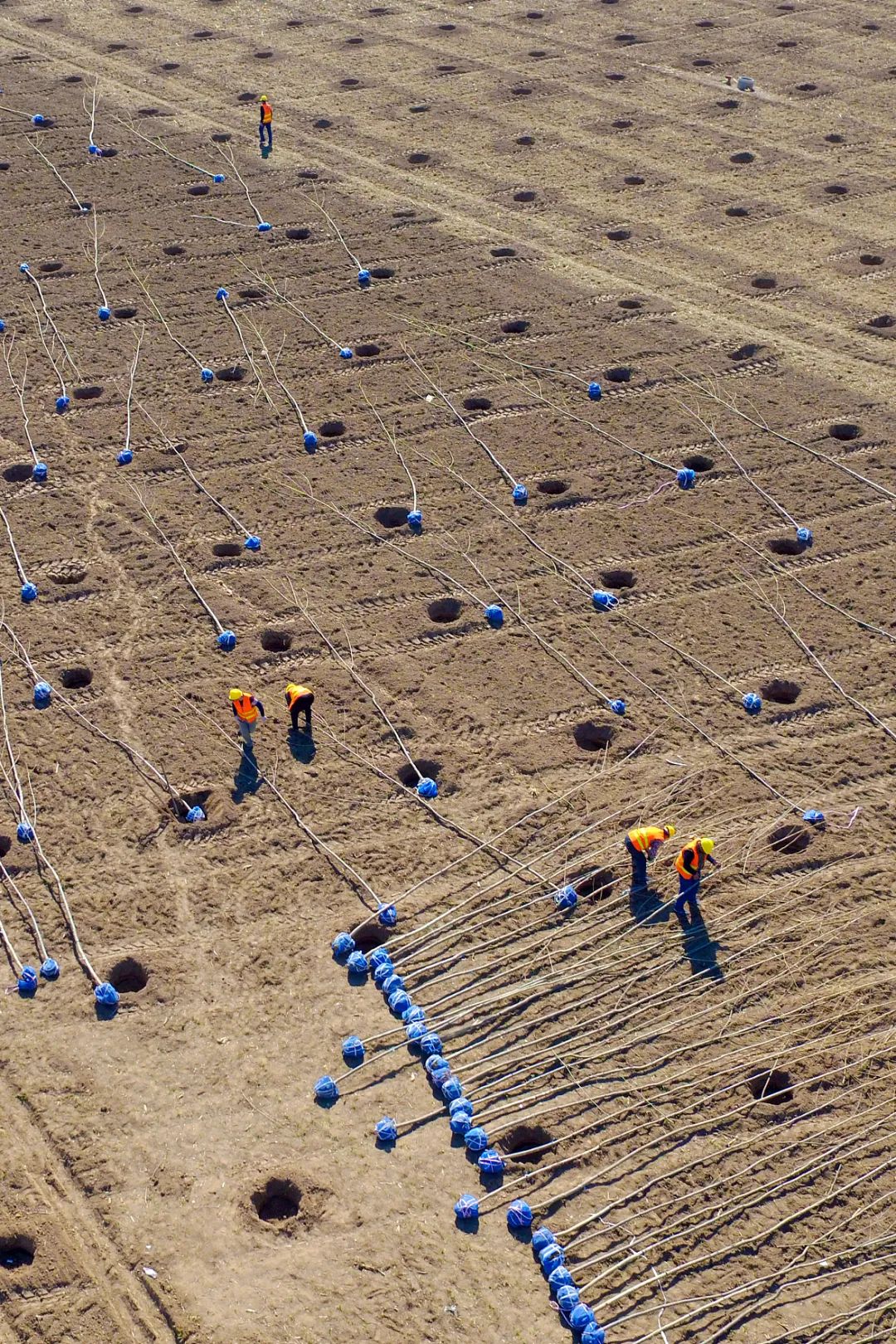 中国植树造林成果国外有什么看法,植树造林改造沙漠