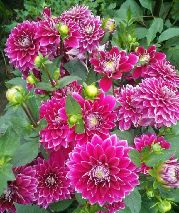 大丽花籽出苗后何时栽种合适,大丽花种子种植方法和注意事项