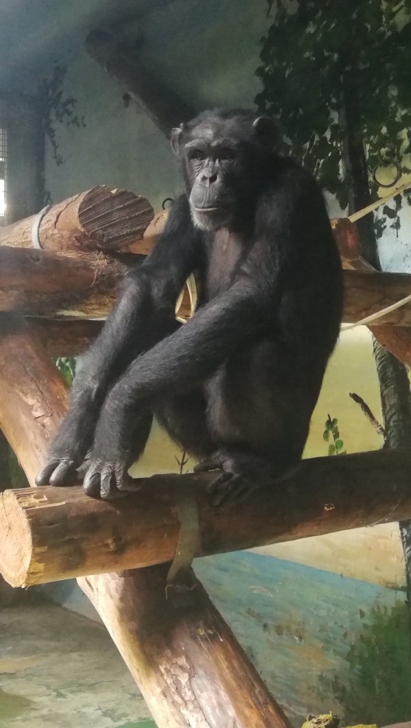游红山动物园游览顺序,济南野生动物园和南京红山动物园