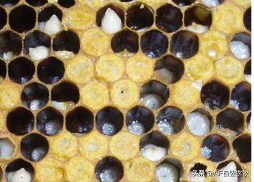 蜜蜂病虫害的防治技术,蜜蜂要怎么防治病虫害视频