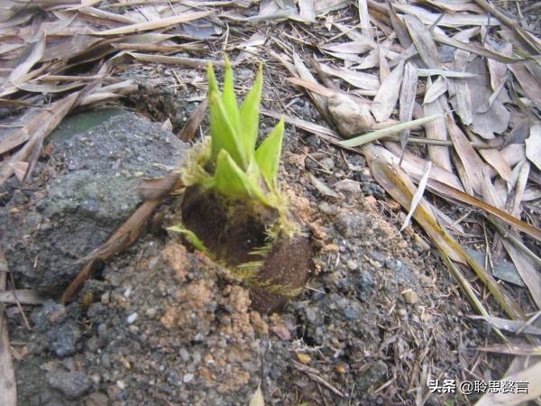 竹笋诗词精选三十一首,山中竹笋诗词
