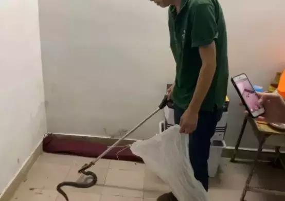 黄埔街坊家中深夜潜入1米长眼镜蛇,这三个捕蛇误区必须记住