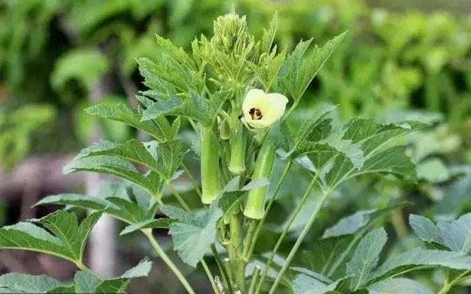 种植农作物一亩能赚多少,种植什么农作物赚钱快不愁卖