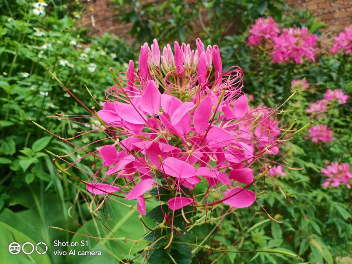 vivos1怎么可以达到最好性能,畅享z上手体验