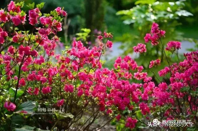 刚栽的杜鹃花蔫了怎么办,杜鹃花死了一半怎么回事