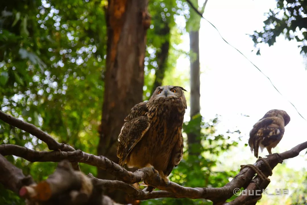 自驾长隆野生动物世界攻略,广州长隆野生动物世界旅游攻略