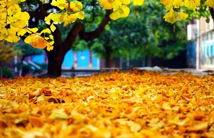 北京所有小学排名一览表,北京30所小学排名一览表