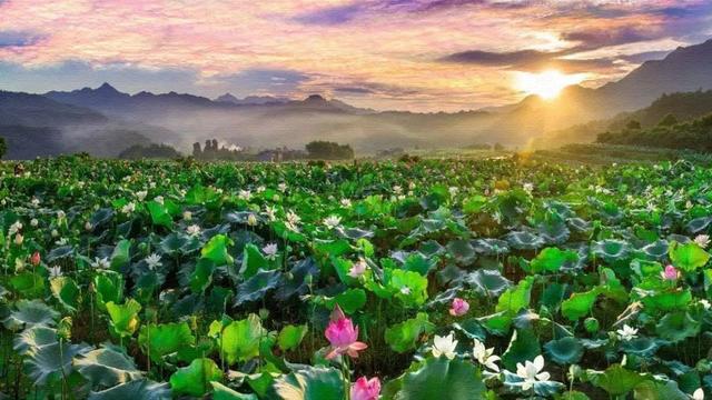 小暑连大暑，赏荷正当时，杨万里写的这首小诗，写尽荷花之美