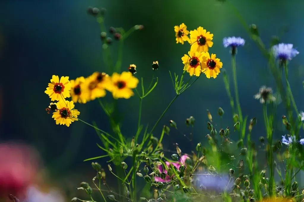 北京菊花花海,北京赏花好去处国际花港