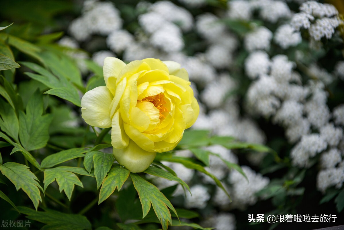 国色天香洛阳牡丹基地,牡丹国色天香品种介绍