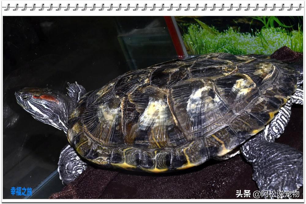 新手养巴西龟需要注意什么,养巴西龟的小技巧搞笑