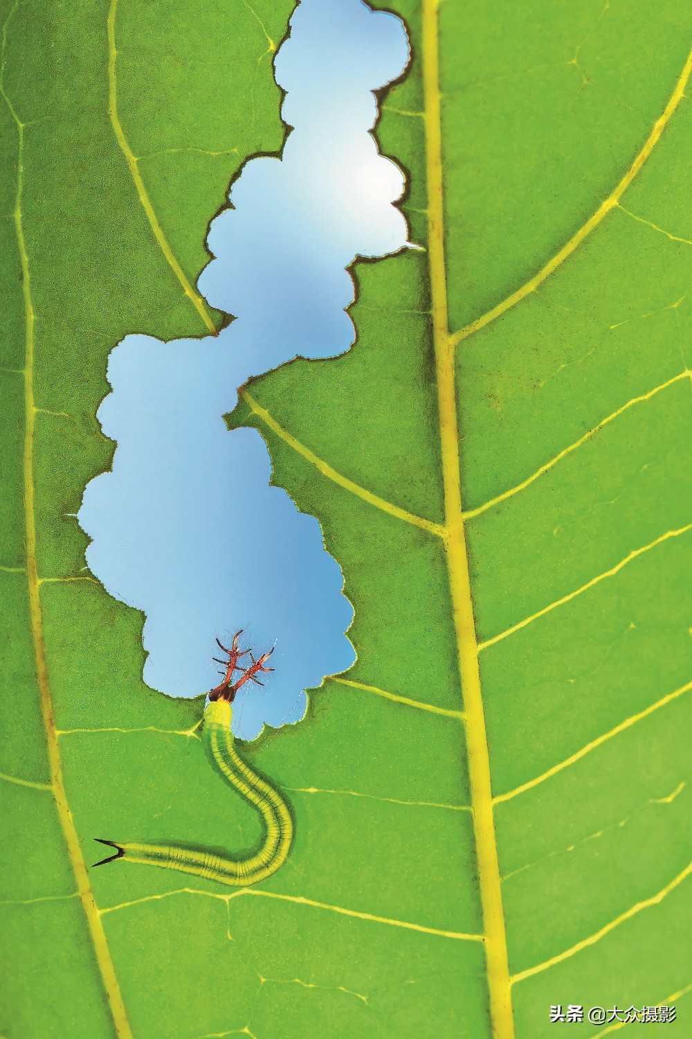 美丽之上,自然生态摄影介绍