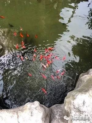 鱼穿孔病用什么药,鱼穿孔病的防治