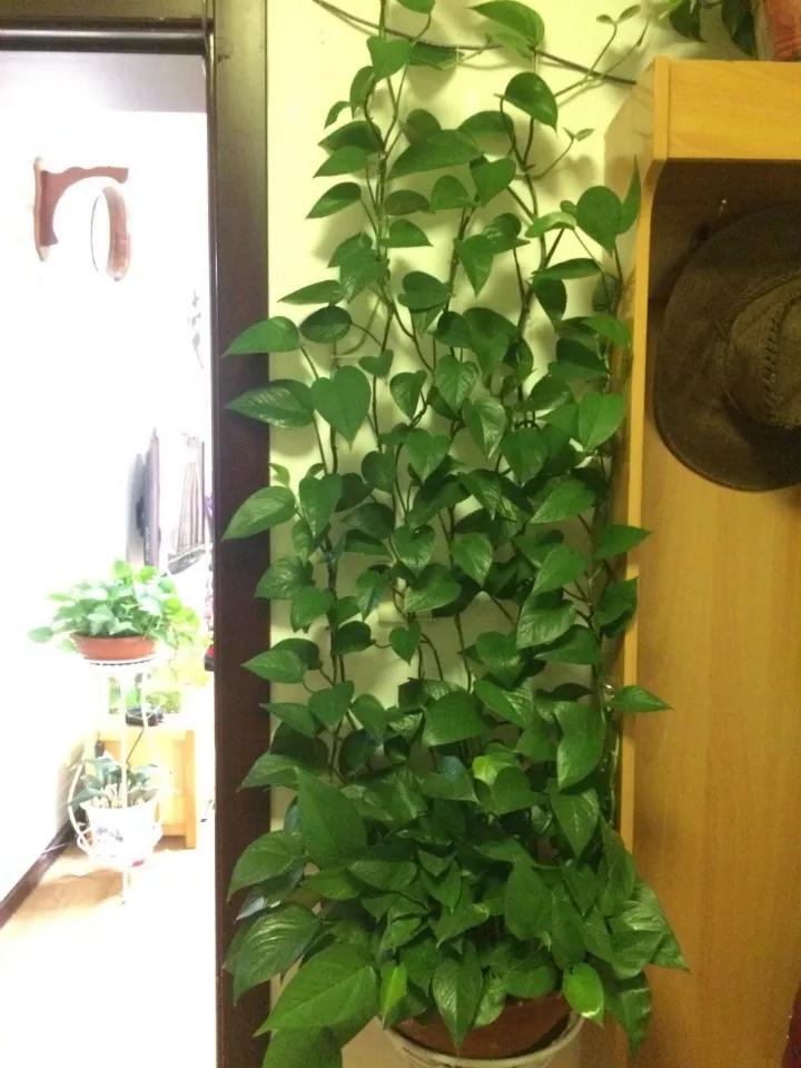 做到这几点绿萝绝对会疯长不停,绿萝有一个小机关打开它立马疯长