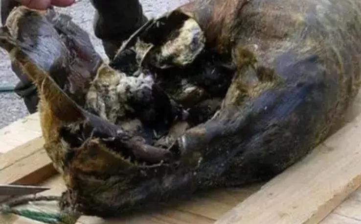 全球最臭食物十大排行榜,最臭食物集合