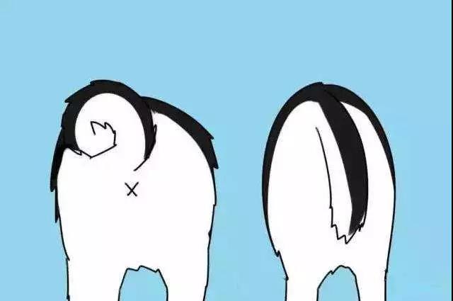 阿拉斯加与哈士奇的区别,阿拉斯加和哈士奇有什么区别