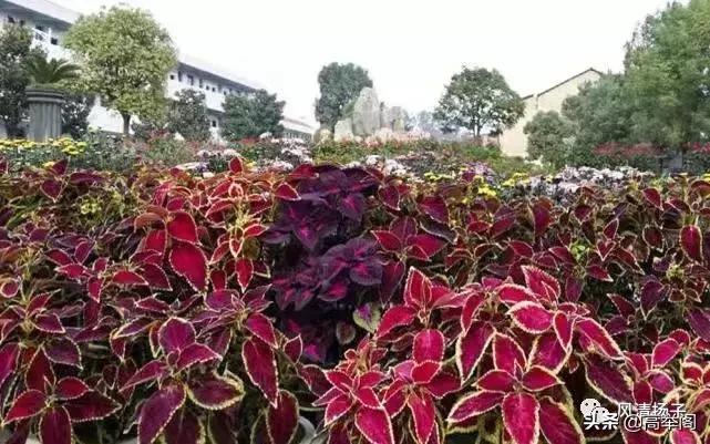 系列散文——李淑孟:我们的学校是花园(之二十)