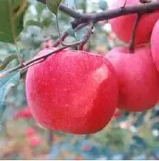 青岛西海岸30多项特产!这鱼还登上央视成了网红