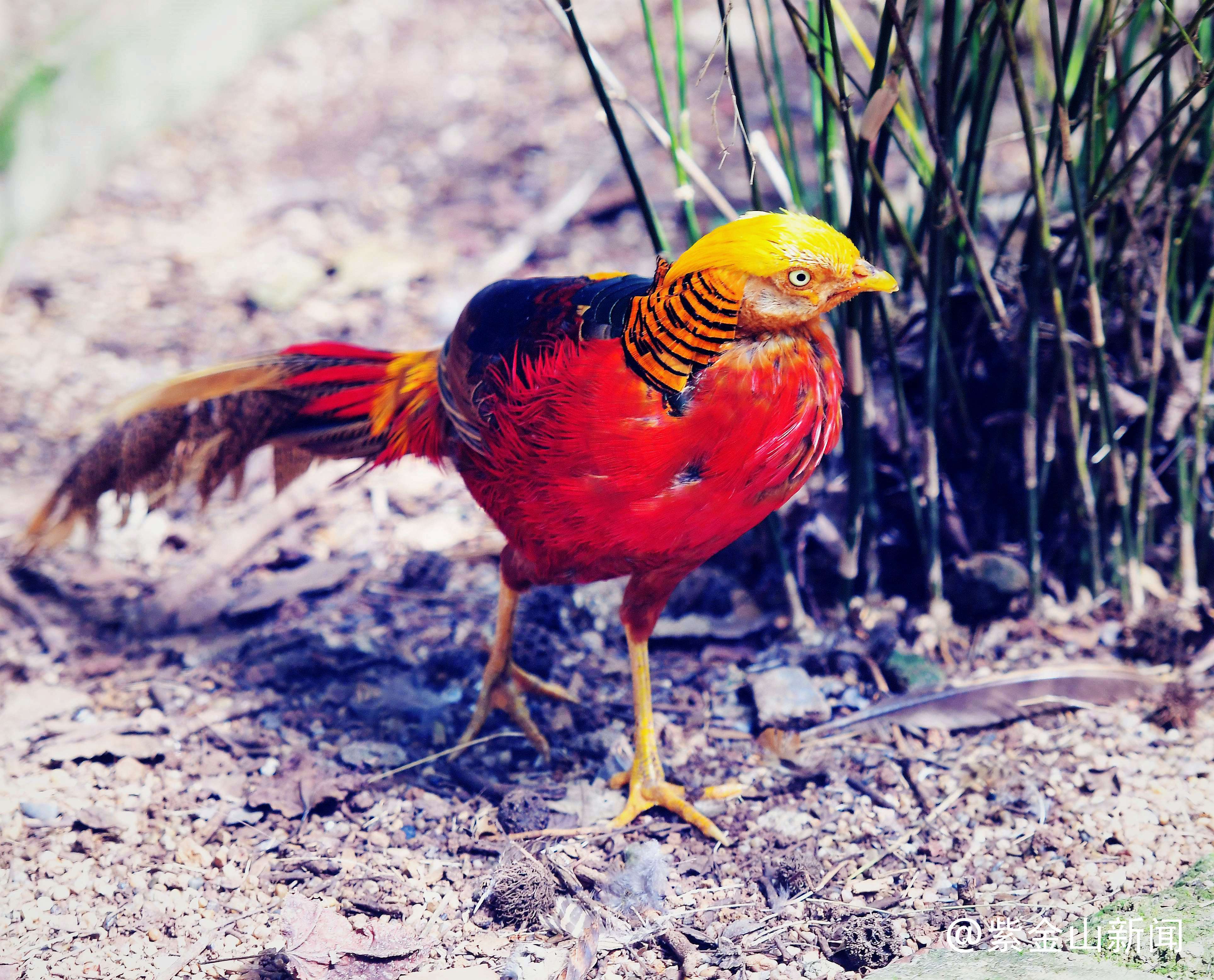 动物记内容,动物记是谁的作品